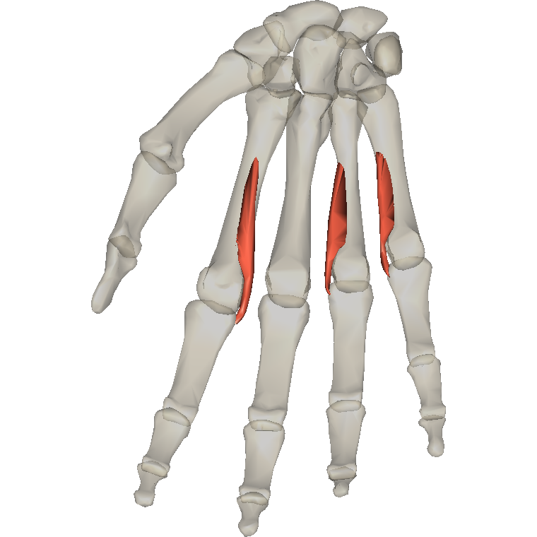 掌側骨間肌 Palmar interossei的解剖位置圖