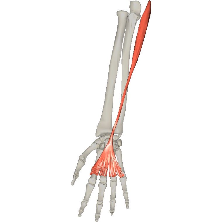 掌長肌 Palmaris longus的解剖位置圖