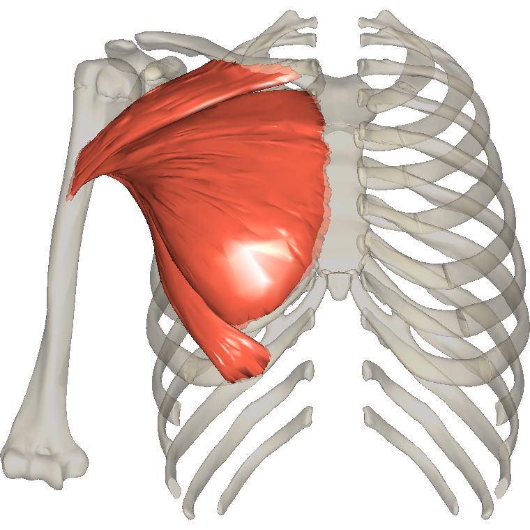 胸大肌 Pectoralis major的解剖位置圖