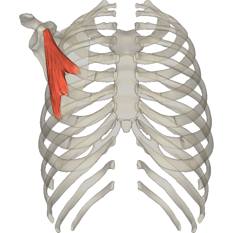 胸小肌 Pectoralis minor的解剖位置圖