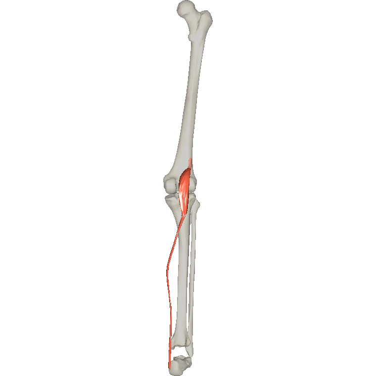 蹠肌 Plantaris的解剖位置圖