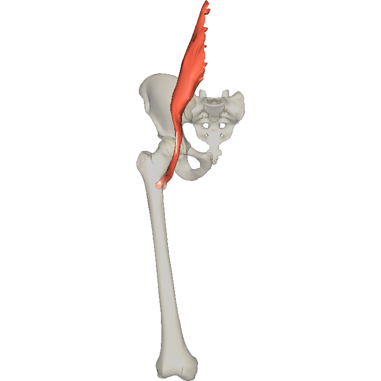 腰大肌 Psoas major的解剖位置圖