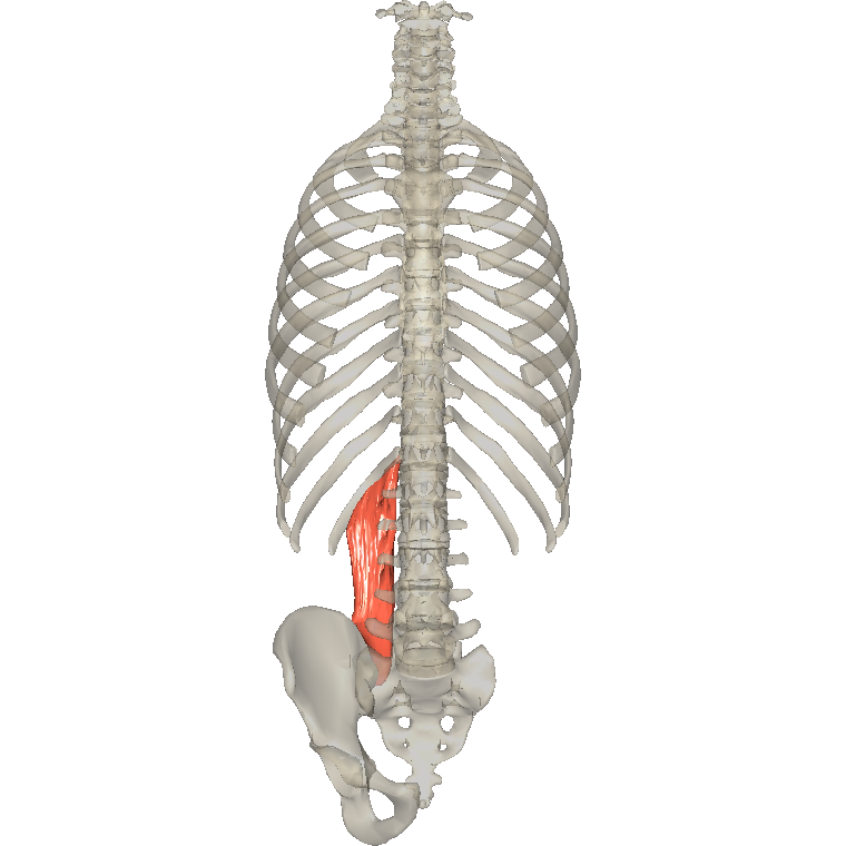 腰方肌 Quadratus lumborum的解剖位置圖