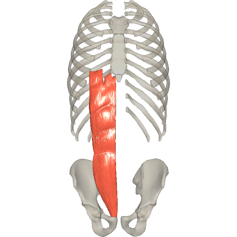 腹直肌 Rectus abdominis的解剖位置圖