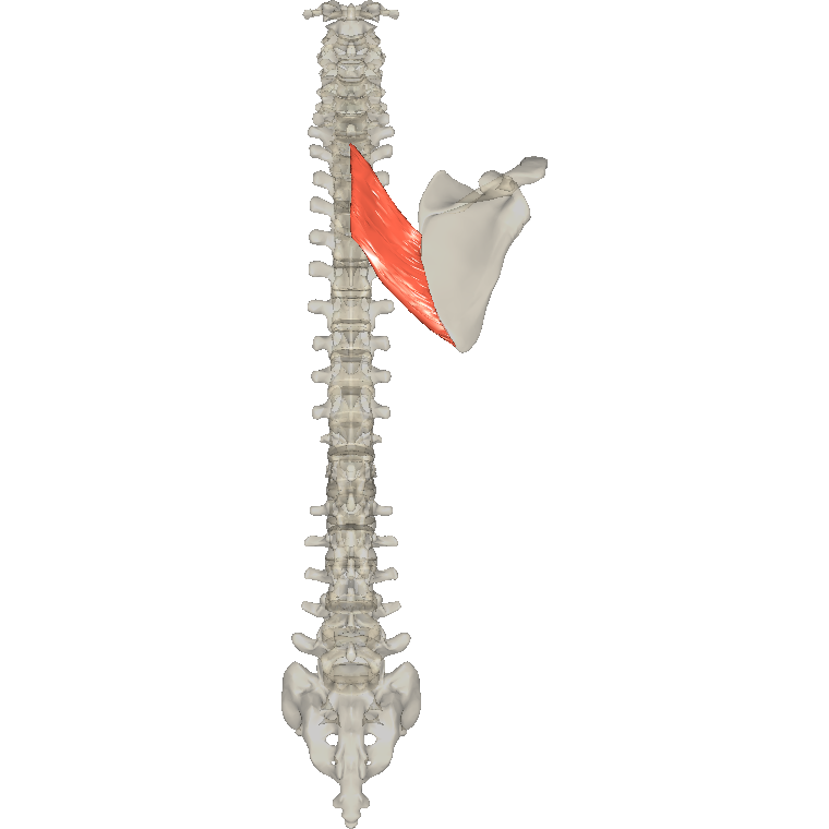 大菱形肌 Rhomboid major的解剖位置圖