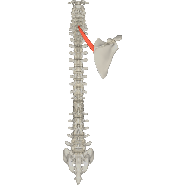 小菱形肌 Rhomboid minor的解剖位置圖