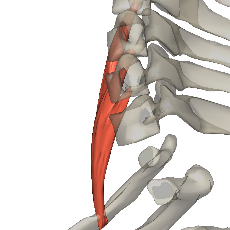 前斜角肌 Anterior scalene的解剖位置圖