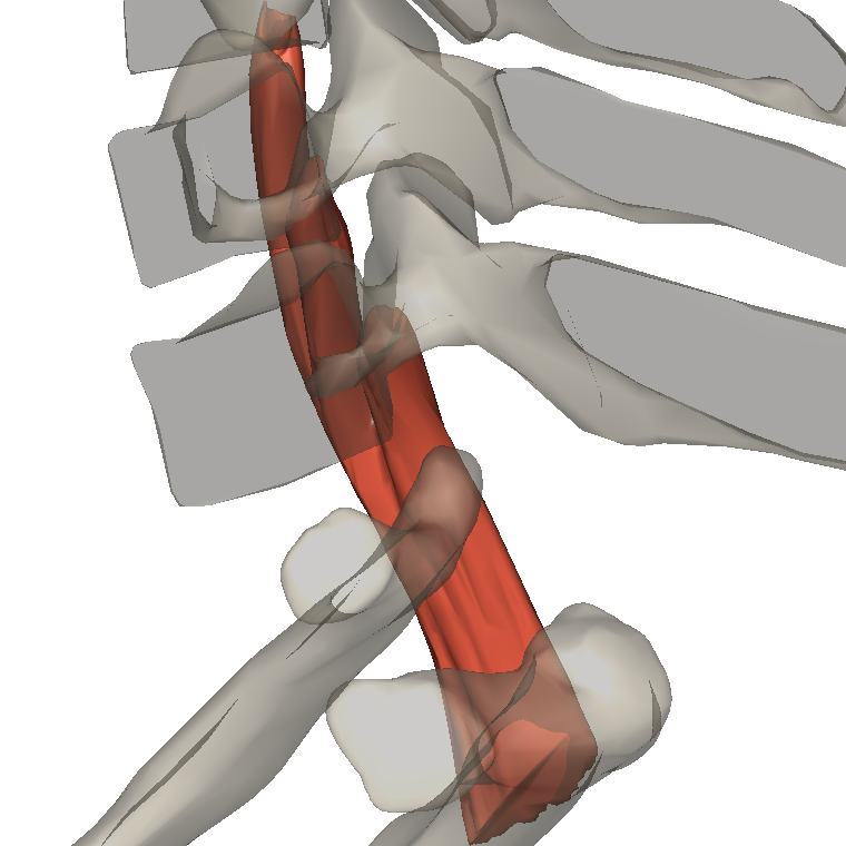 後斜角肌 Posterior scalene的解剖位置圖