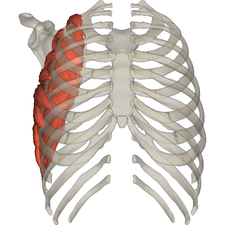 前鋸肌 Serratus anterior的解剖位置圖