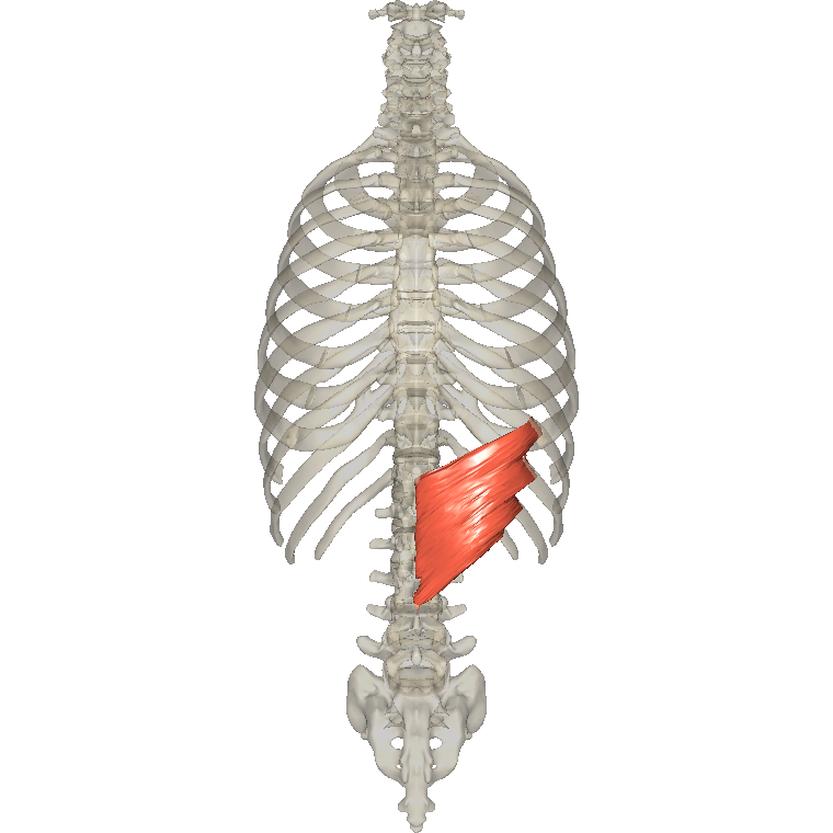 後下鋸肌 Serratus posterior inferior的解剖位置圖