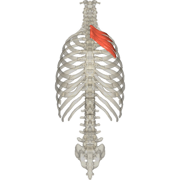 後上鋸肌 Serratus posterior superior的解剖位置圖