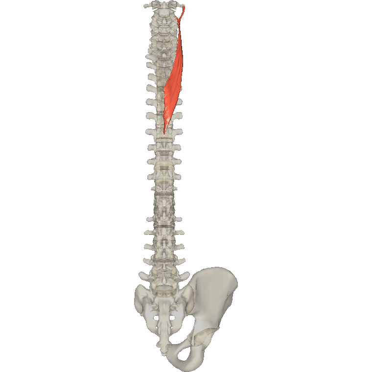 頸夾肌 Splenius cervicis的解剖位置圖