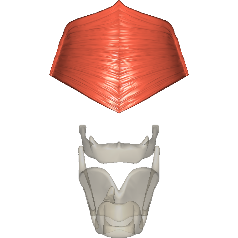 咽上縮肌 Superior pharyngeal constrictor的解剖位置圖