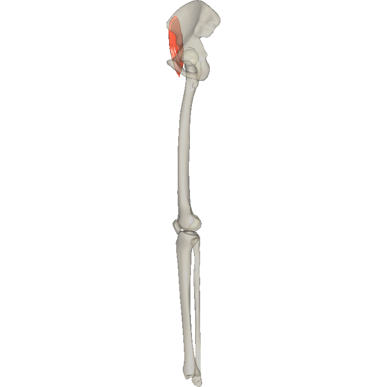 闊筋膜張肌 Tensor fasciae latae的解剖位置圖