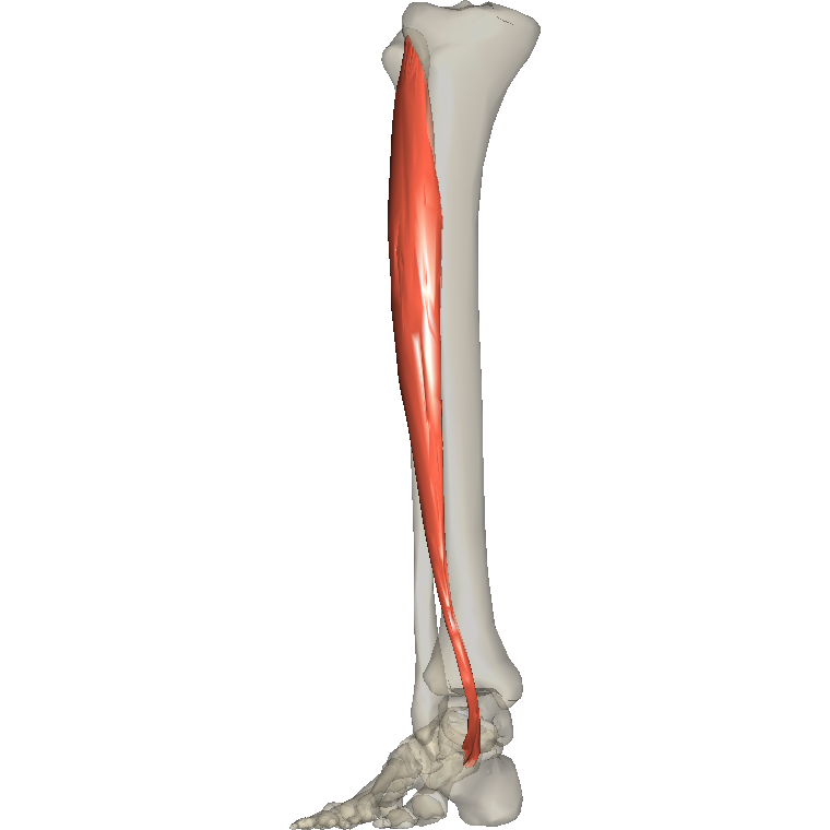 脛前肌 Tibialis anterior的解剖位置圖