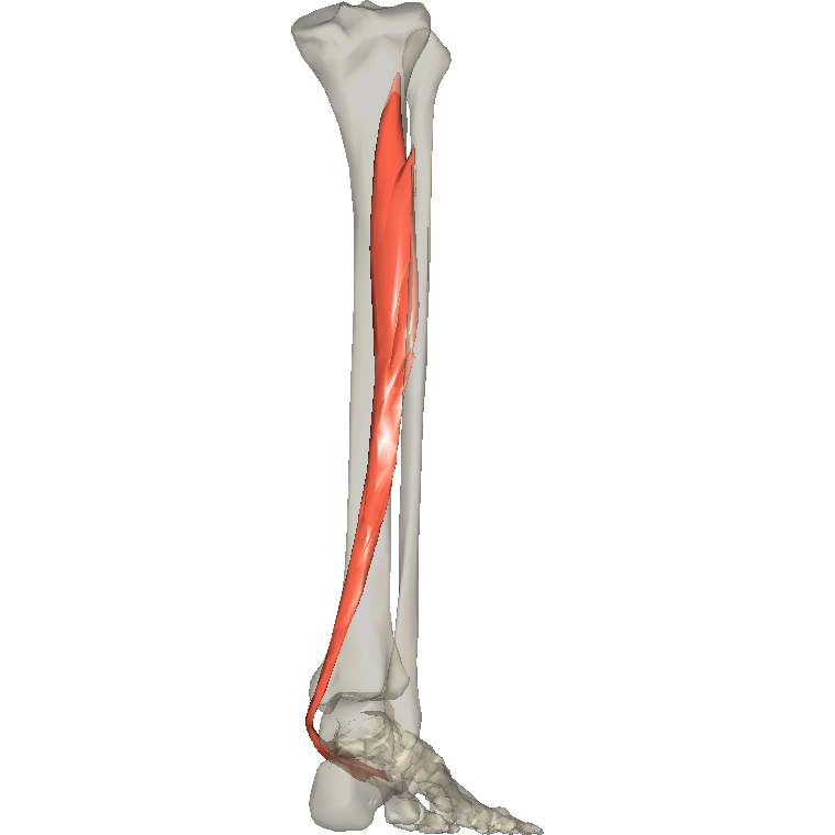 脛後肌 Tibialis posterior的解剖位置圖