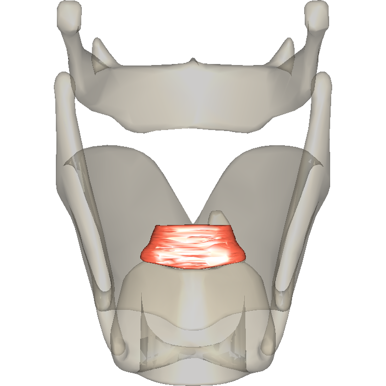 杓橫肌 Transverse arytenoid的解剖位置圖