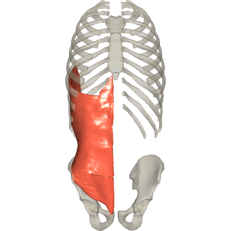腹橫肌 Transversus abdominis的解剖位置圖