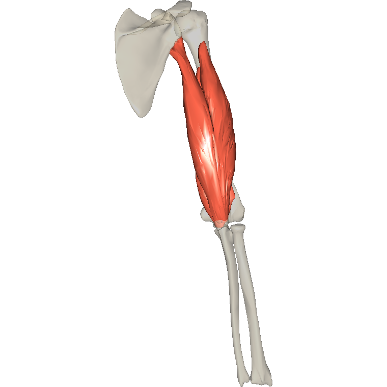 肱三頭肌 Triceps brachii的解剖位置圖