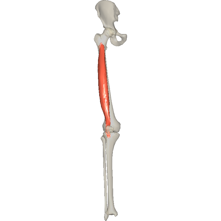 股中間肌 Vastus intermedius的解剖位置圖