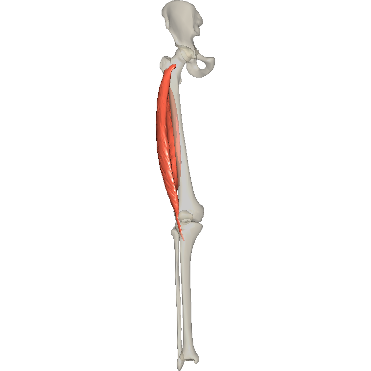 股外側肌 Vastus lateralis的解剖位置圖