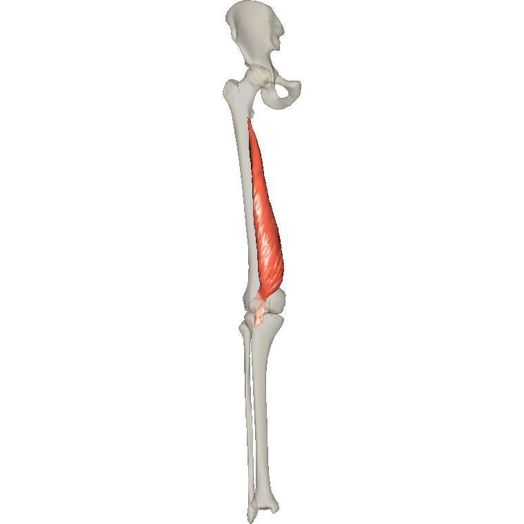股內側肌 Vastus medialis的解剖位置圖