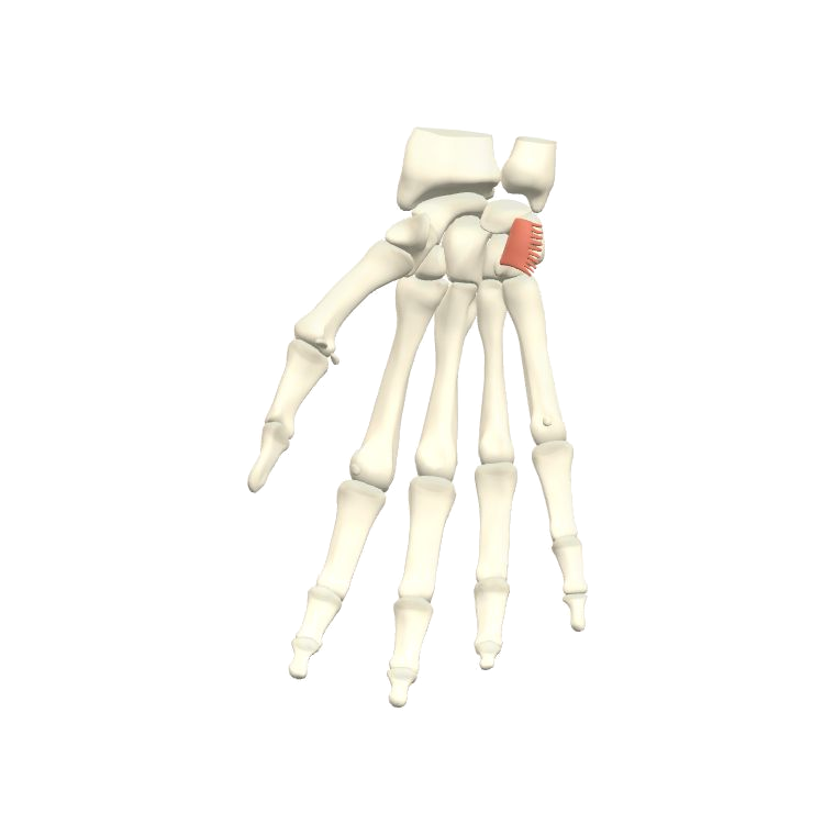 掌短肌 Palmaris brevis的解剖位置圖