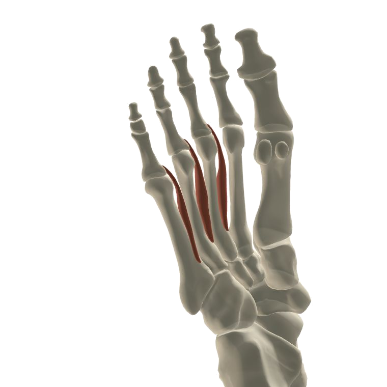 蹠側骨間肌 Plantar interossei的解剖位置圖