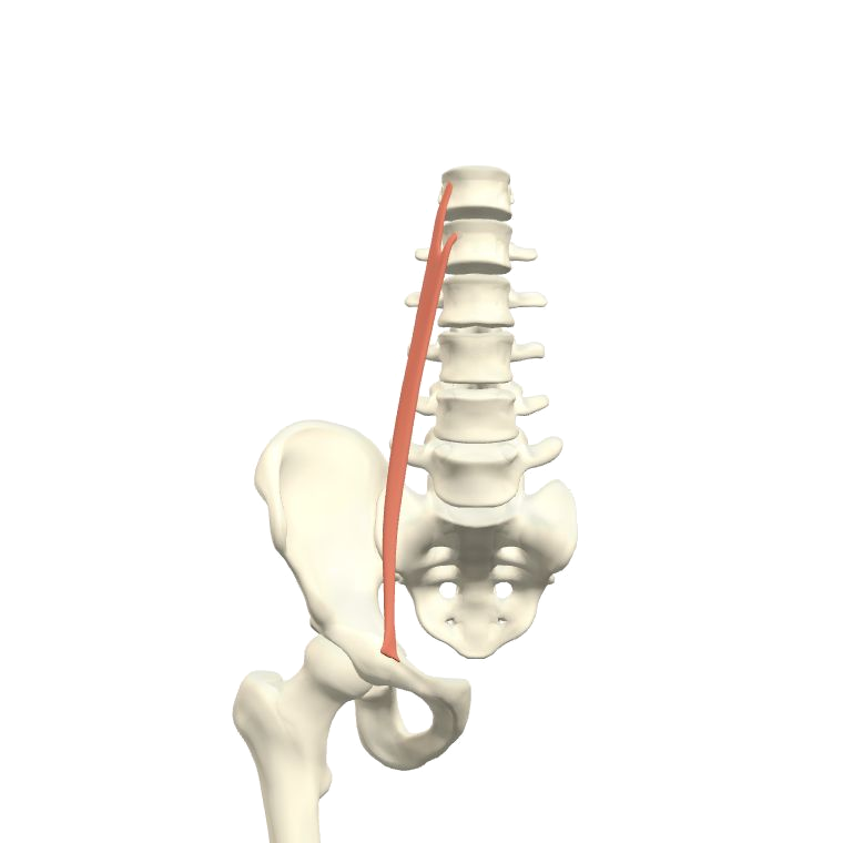 腰小肌 Psoas minor的解剖位置圖